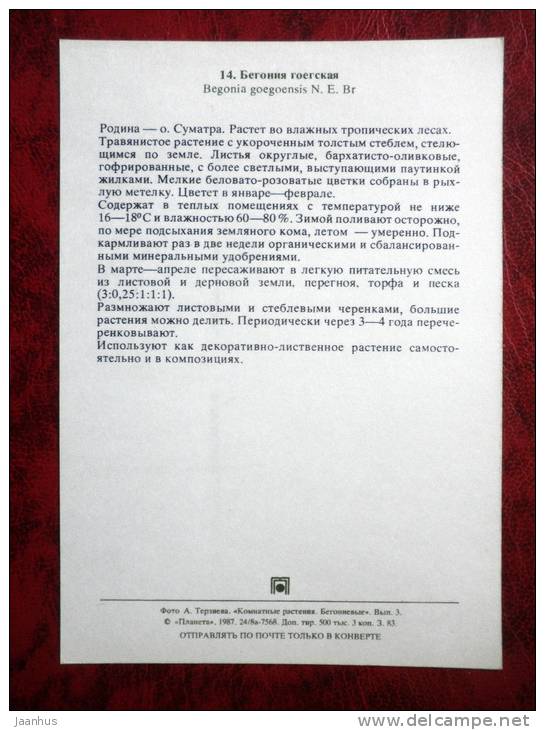 Fire King Begonia - Begonia goegoensis - flowers - 1987 - Russia - USSR - unused - JH Postcards