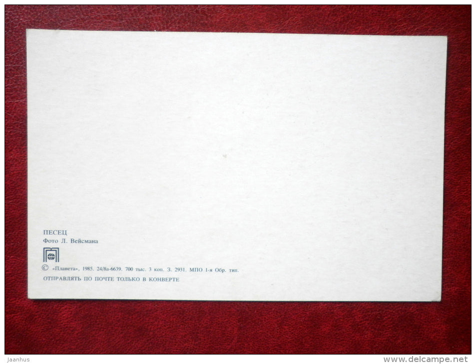 Arctic Fox - Vulpes lagopus - animals - 1985 - Russia - USSR - unused - JH Postcards