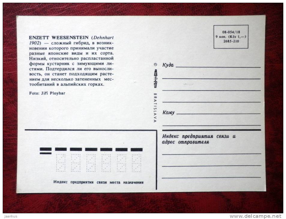 rhododendron - Enzett Weesenstein - flowers - Czechoslovakia - unused - JH Postcards