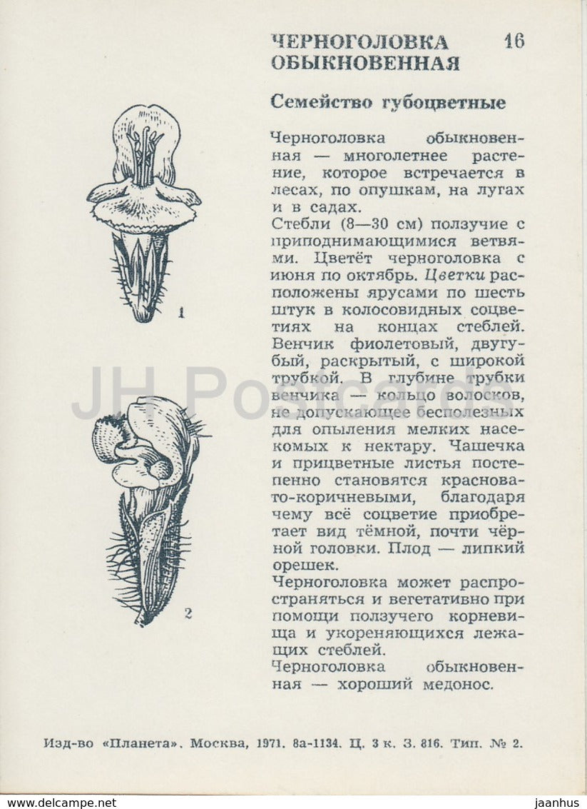 Heal-All - Prunella vulgaris - Wild Flowers - 1971 - Russia USSR - unused