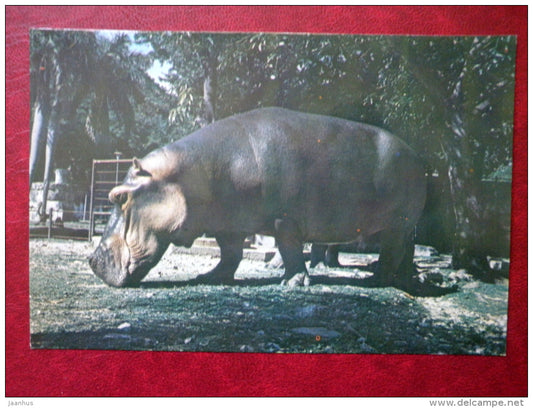 Hippopotamus - Hipopotamu amphibius Africa - Cuba National Zoo - Cuba - unused - JH Postcards