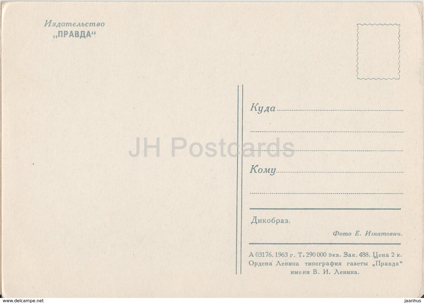 Porcupine - animals - zoo - 1963 - Russia USSR - unused - JH Postcards