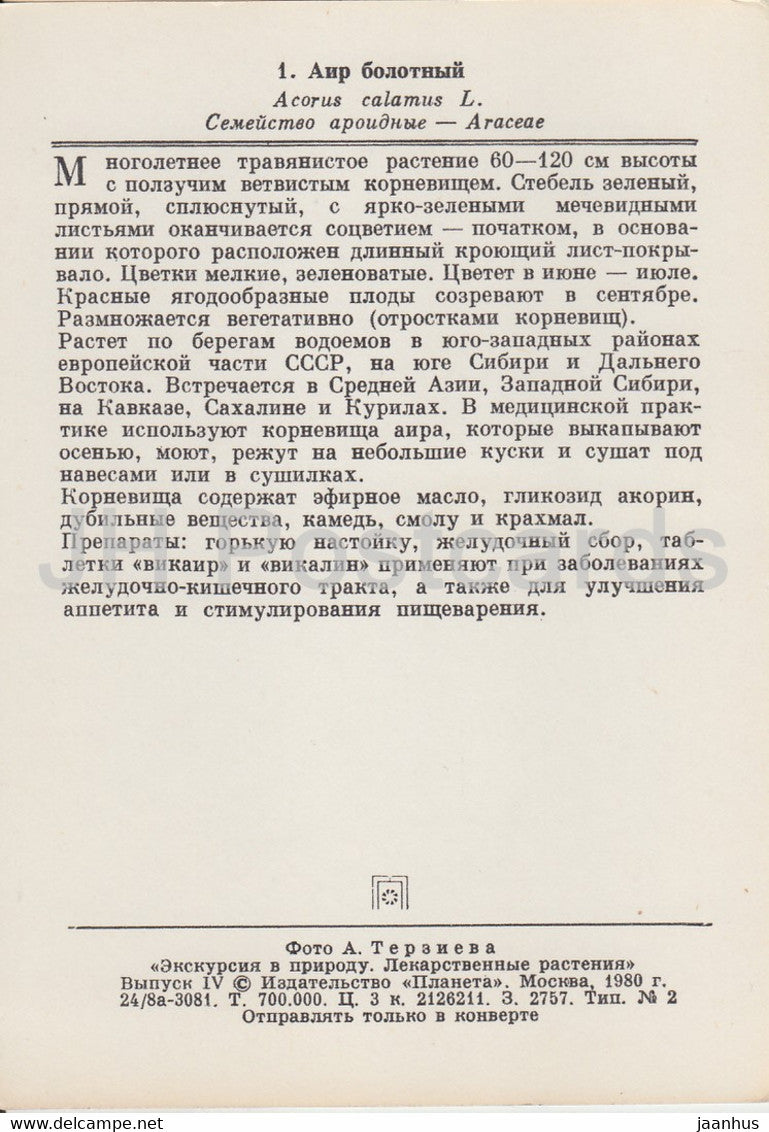 Süße Flagge - Acorus calamus - Heilpflanzen - 1980 - Russland UdSSR - unbenutzt