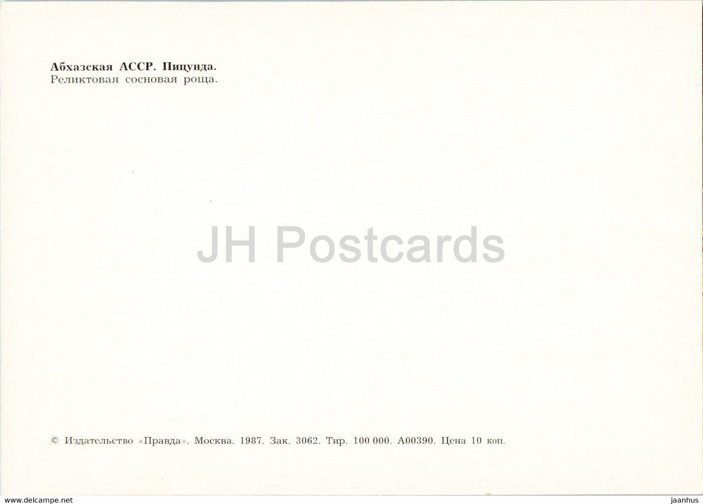 Pitsunda - Pinède relique - Abkhazie - 1987 - Géorgie URSS - inutilisé