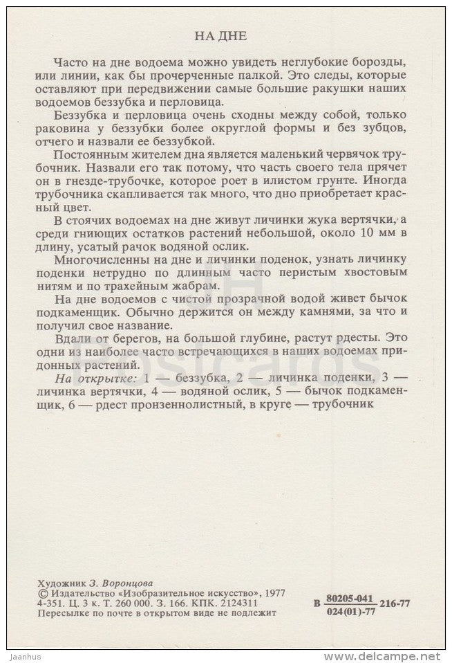 European bullhead , fish - Mayfly - Anodonta , shell - Asellus aquaticus - Life in Water - 1977 - Russia USSR - unused - JH Postcards