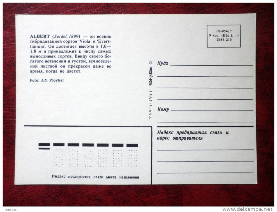 rhododendron - Albert - flowers - Czechoslovakia - unused - JH Postcards