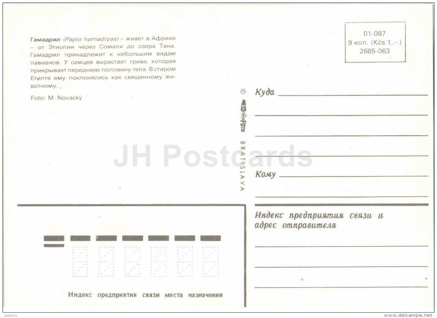 Hamadryas baboon - Papio hamadryas - animal - Zoo Animals - Czehoslovakia - unused - JH Postcards