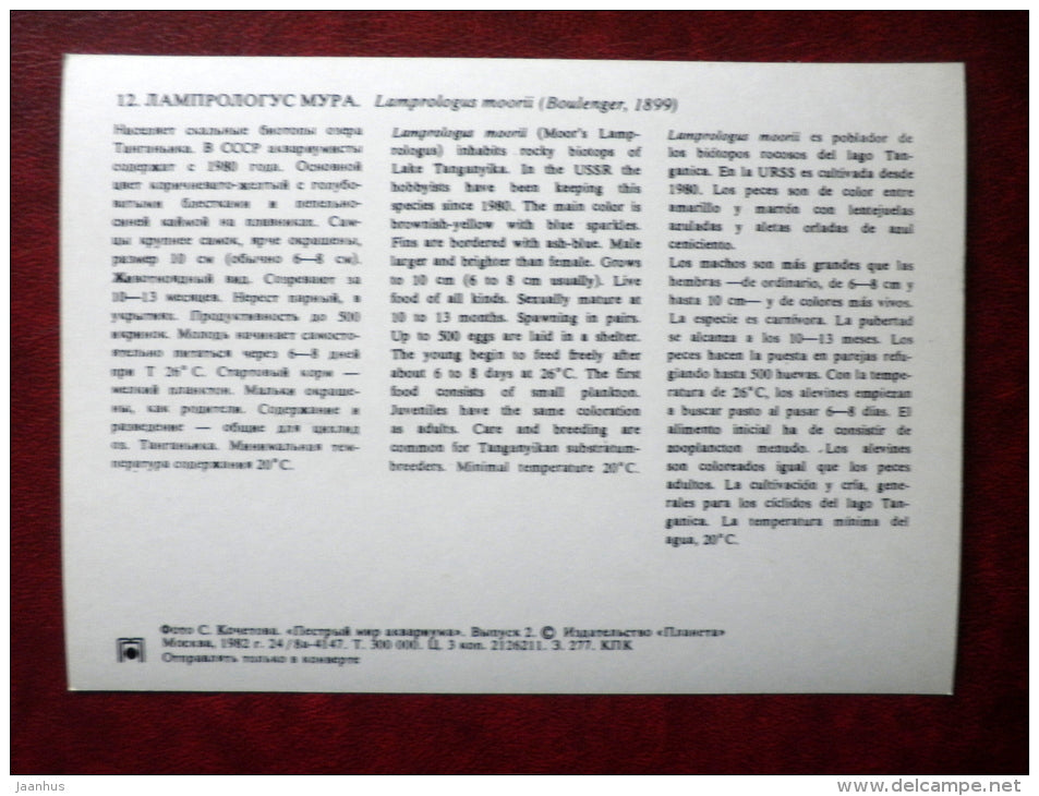 Lamprologus moorii - aquarium fishes - 1982 - Russia USSR - unused - JH Postcards