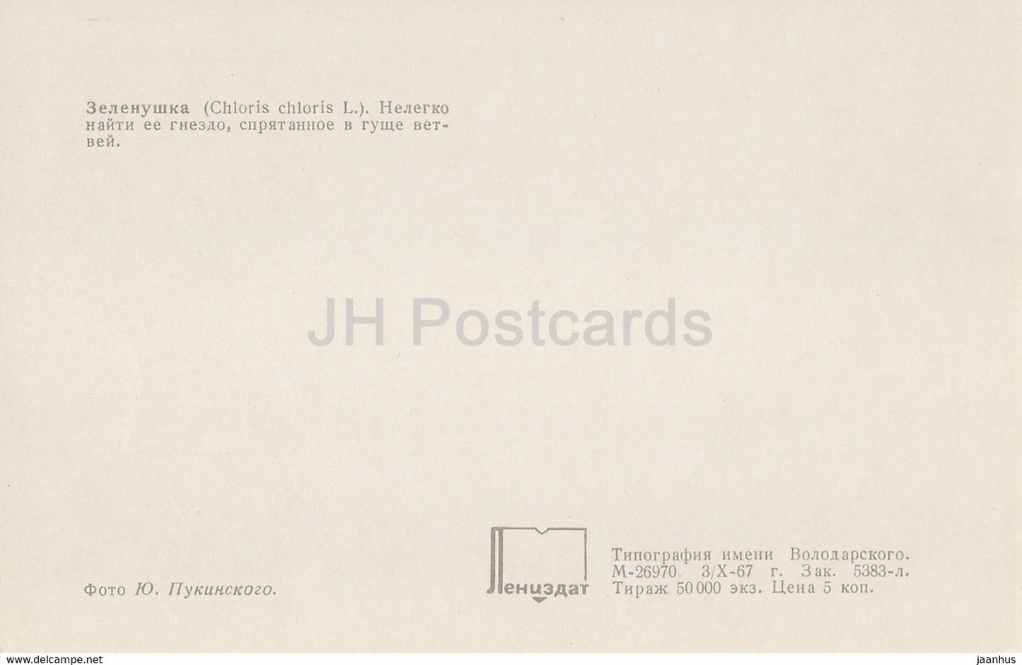 Europäischer Grünfink - Chloris chloris - Vögel - 1968 - Russland UdSSR - unbenutzt