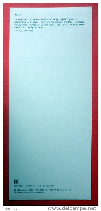 cedar tree - cones - Pechora-Ilych Nature Reserve - Komi Republic - 1982 - Russia USSR - unused - JH Postcards