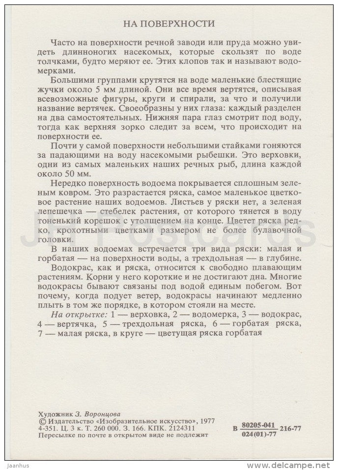 Leucaspius delineatus , fish - Whirligig beetle - Water striders - Life in Water - 1977 - Russia USSR - unused - JH Postcards