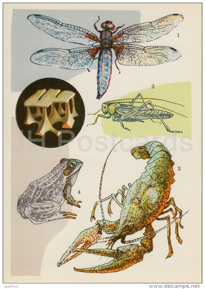Libellula depressa , dragonfly - Great Green Bush-Cricket - lobster - Life in Water - 1977 - Russia USSR - unused - JH Postcards