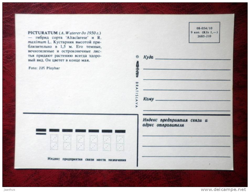 rhododendron - Picturatum - flowers - Czechoslovakia - unused - JH Postcards