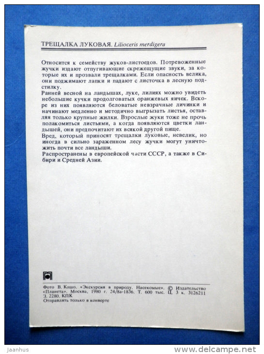 Shining leaf Beetle - Lilioceris merdigera - beetle - insects - 1980 - Russia USSR - unused - JH Postcards