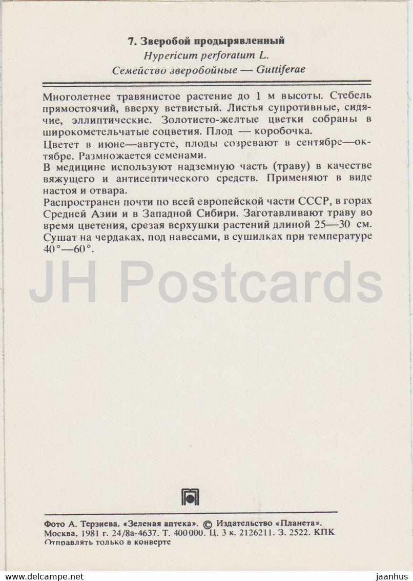 Perforate St John's-wort - Hypericum perforatum - Medicinal Plants - 1981 - Russia USSR - unused