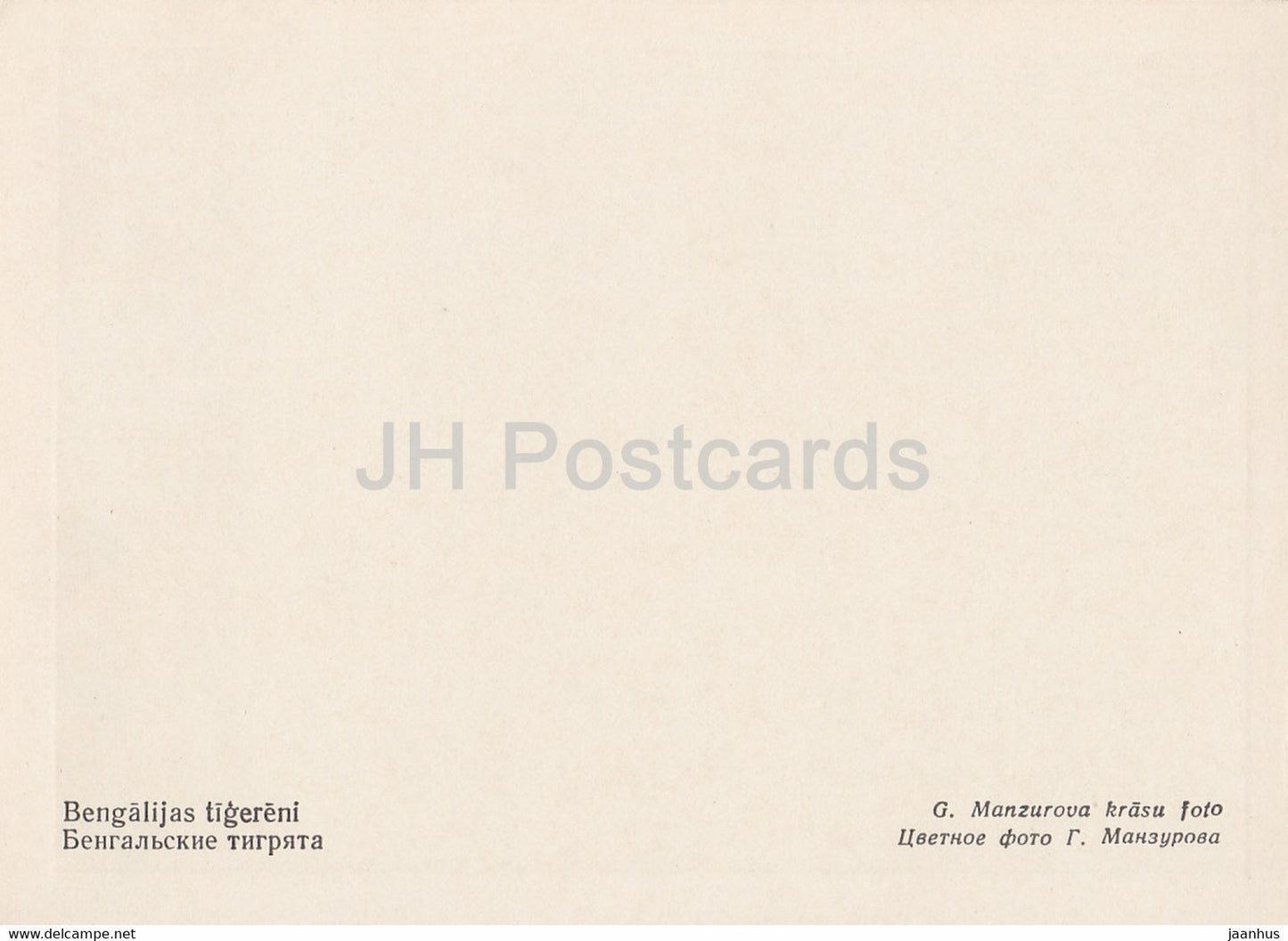 Rigaer Zoo - Bengalischer Tiger - Panthera tigris tigris - Lettland UdSSR - unbenutzt