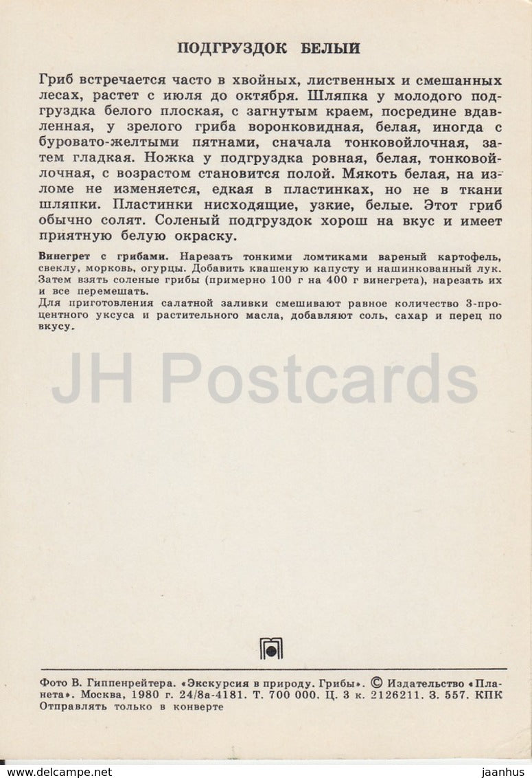 Milk-white brittlegill mushroom - Russula delica - Mushrooms - 1980 - Russia USSR - unused - JH Postcards