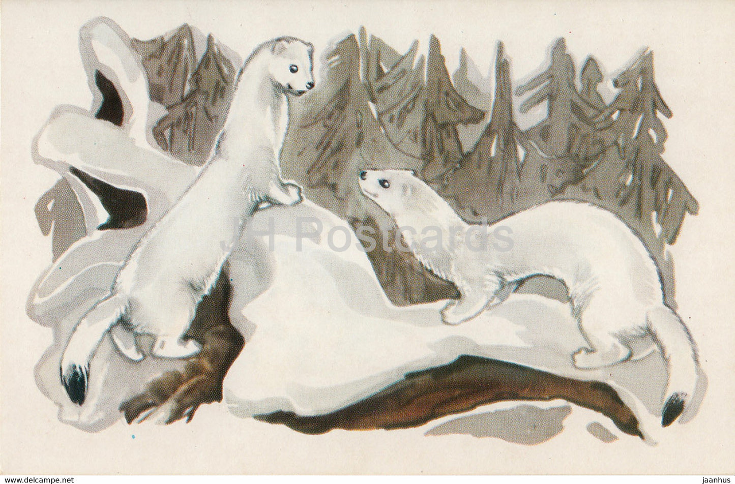 Stoat - Mustela erminea - illustration - Polar Animals - 1972 - Russia USSR - unused - JH Postcards