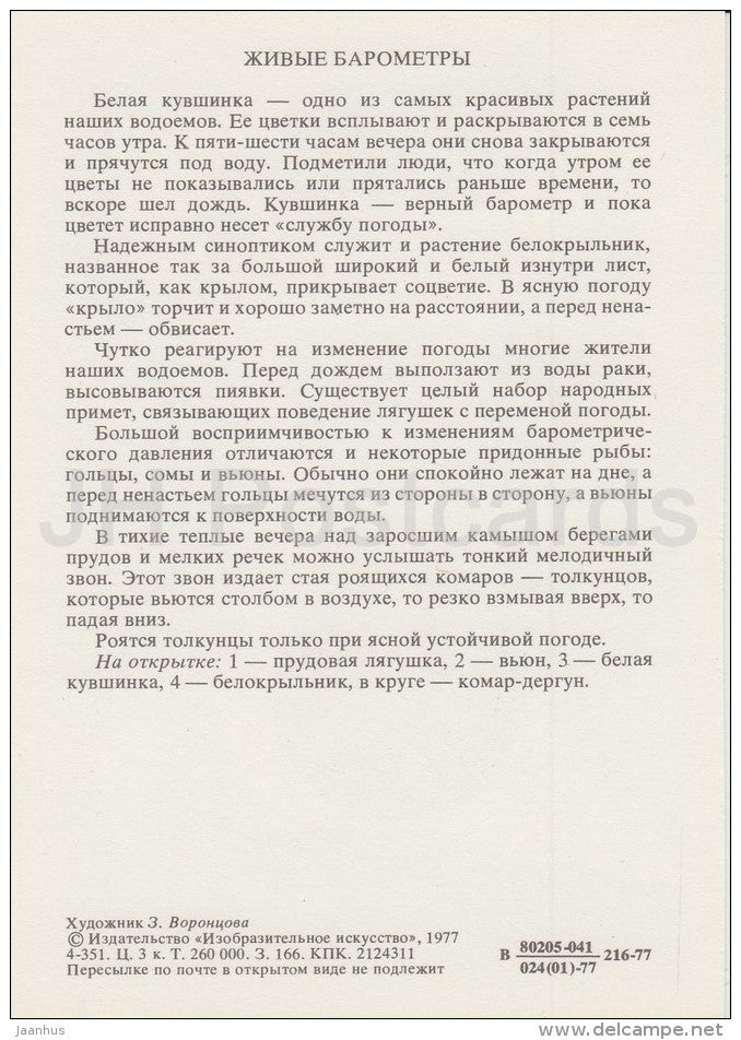 Pool frog - Misgurnus - white water lily - Callalily - Life in Water - 1977 - Russia USSR - unused - JH Postcards