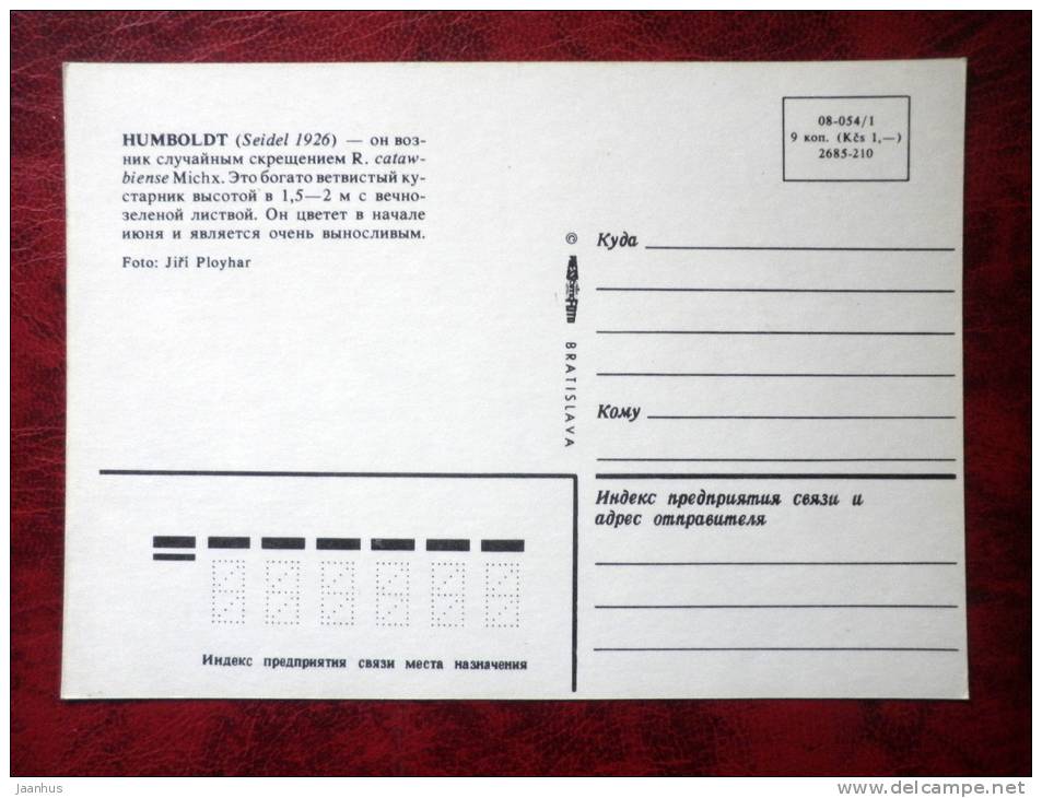 rhododendron - Humboldt - flowers - Czechoslovakia - unused - JH Postcards