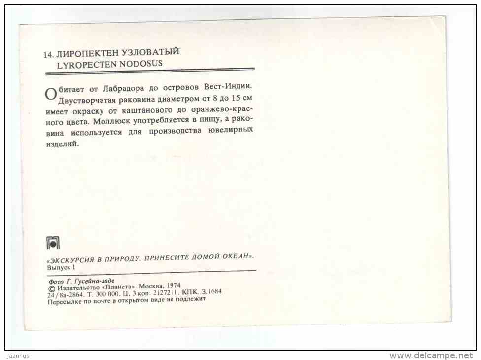 Lyropecten nodosus - shells - clams - mollusc - 1974 - Russia USSR - unused - JH Postcards