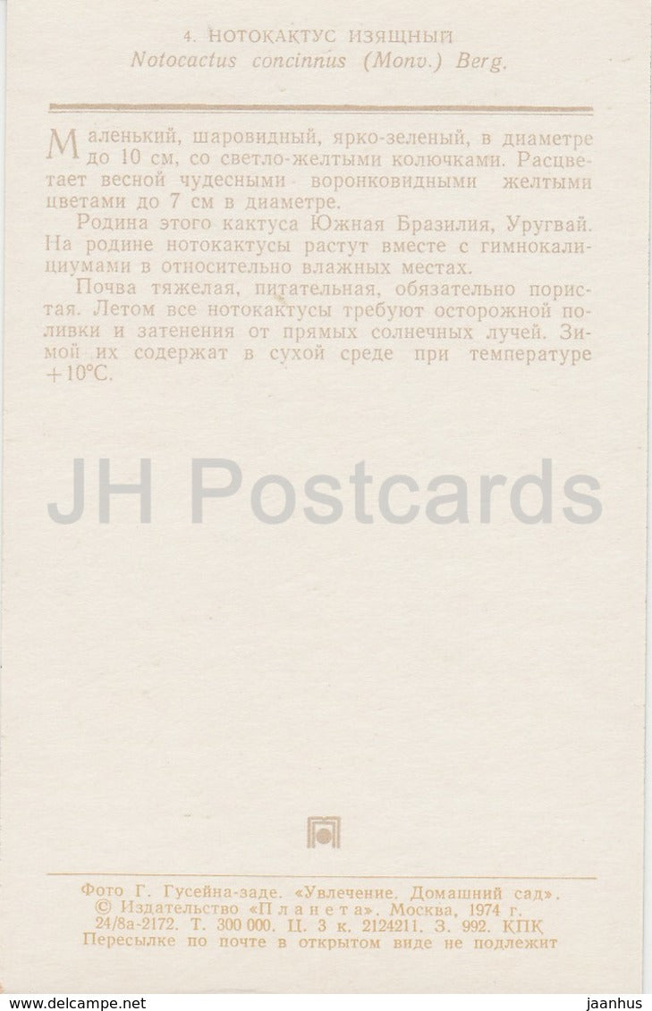 Notocactus concinnus - cactus - flowers - 1974 - Russia USSR - unused