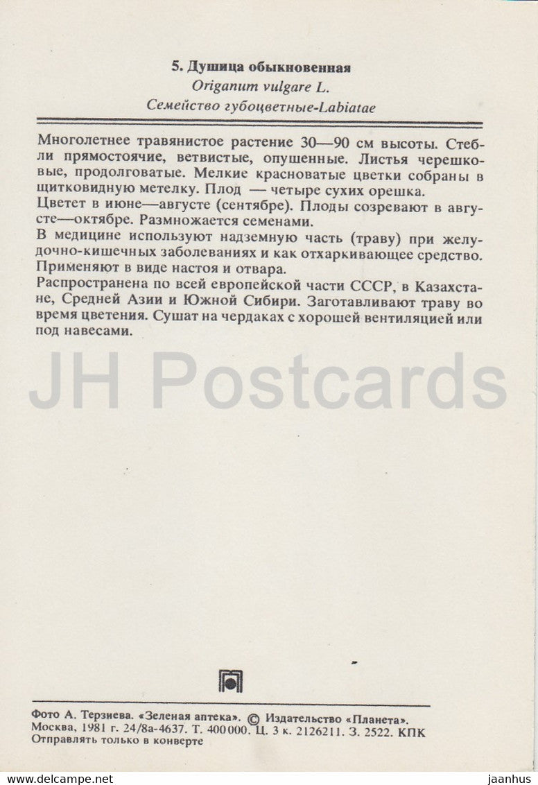 Oregano - Origanum vulgare - Medicinal Plants - 1981 - Russia USSR - unused
