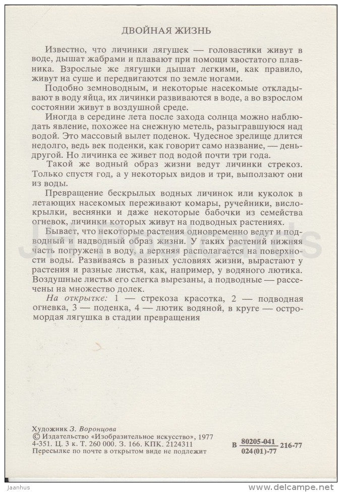 Calopterygidae , dragonfly - Acentria , moth - Mayfly - Buttercup - Life in Water - 1977 - Russia USSR - unused - JH Postcards