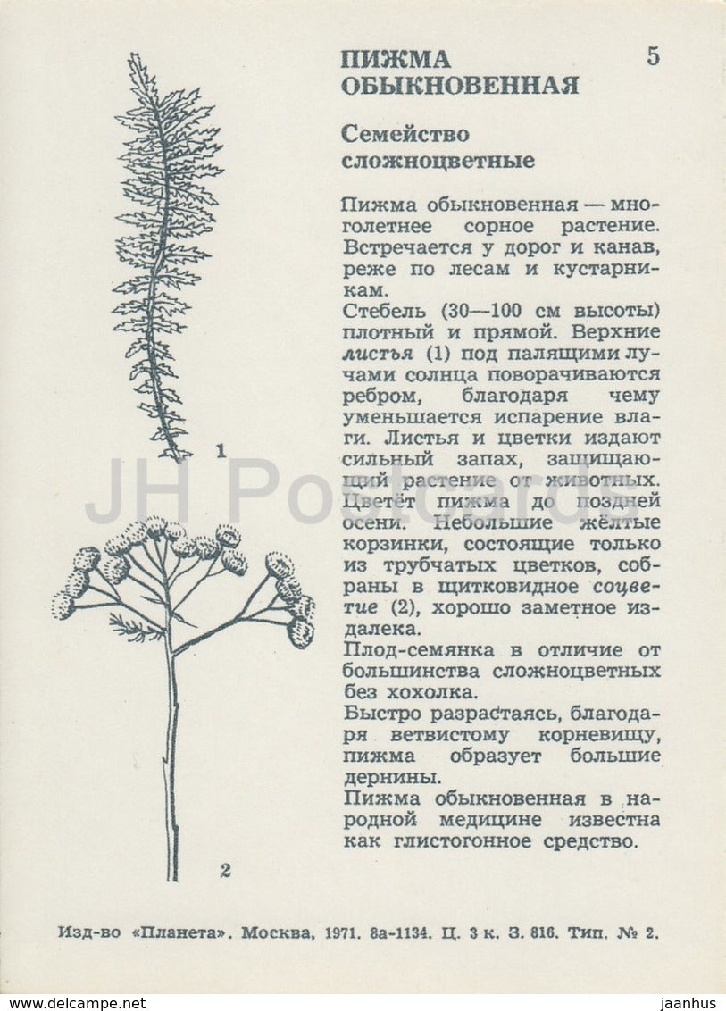 Tansy - Tanacetum vulgare - Wild Flowers - 1971 - Russia USSR - unused