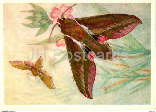 Elephant hawk moth - Deilephila elpenor - butterfly - butterflies - 1976 - Russia USSR - unused - JH Postcards
