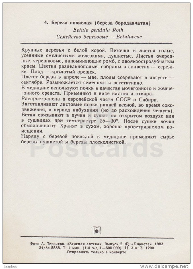 Silver birch - Betula pendula - Medicinal Plants - 1983 - Russia USSR - unused - JH Postcards