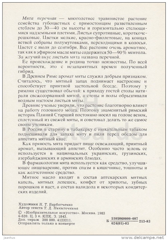 Peppermint - Spice Plants - 1983 - Russia USSR - unused - JH Postcards