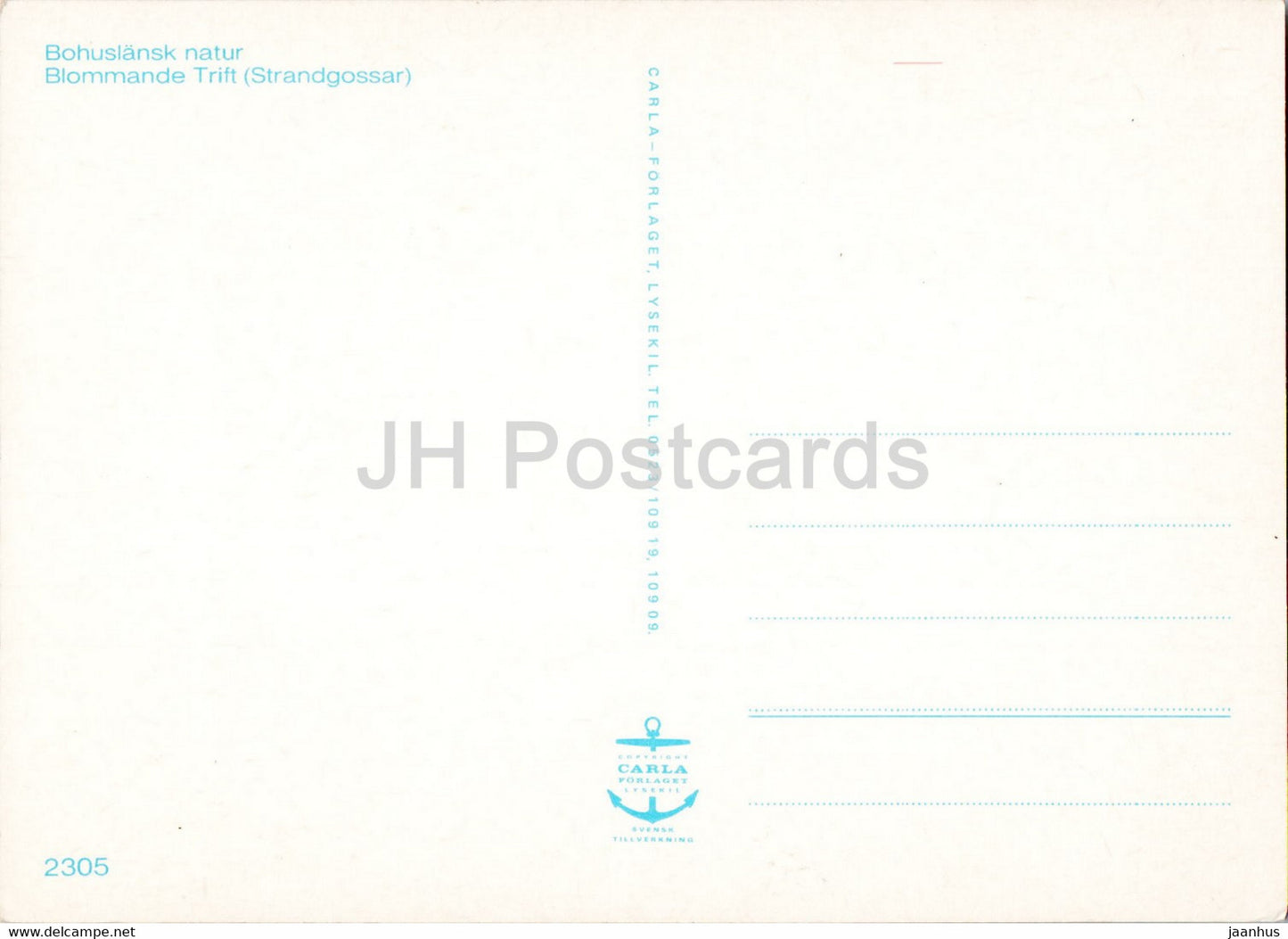 Bohuslansk natur - Blommande Trift - Strandgossar - Bohuslan nature - Flowering drift - Sweden - unused
