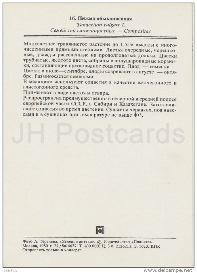 Tansy - Tanacetum vulgare - Medicinal Plants - Herbs - 1980 - Russia USSR - unused - JH Postcards