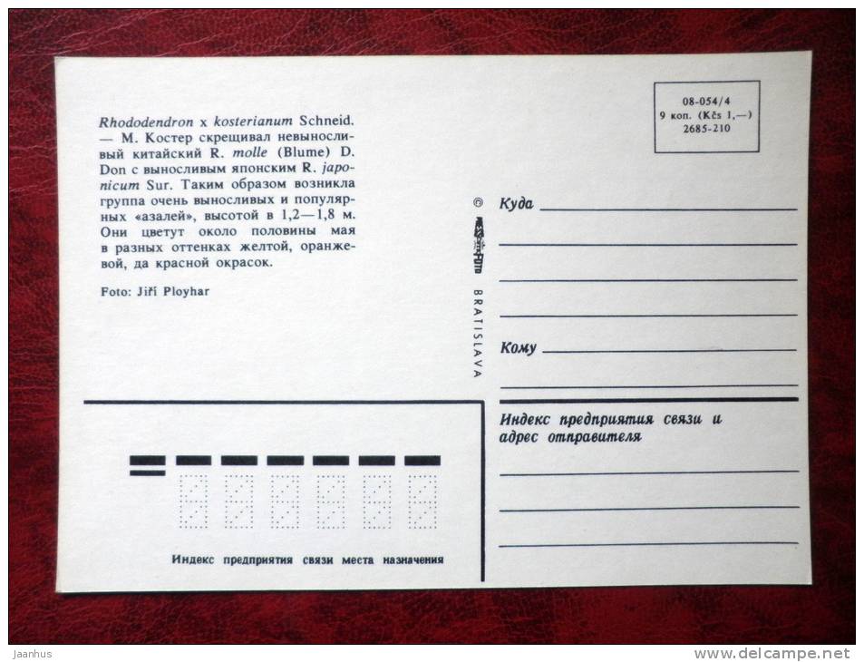 rhododendron - rhododendron x kosterianum - flowers - Czechoslovakia - unused - JH Postcards