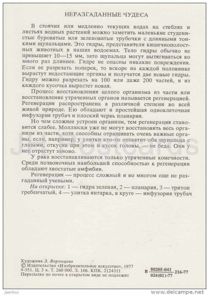 Northern crested newt - snail - green hydra - Planarian - Life in Water - 1977 - Russia USSR - unused - JH Postcards