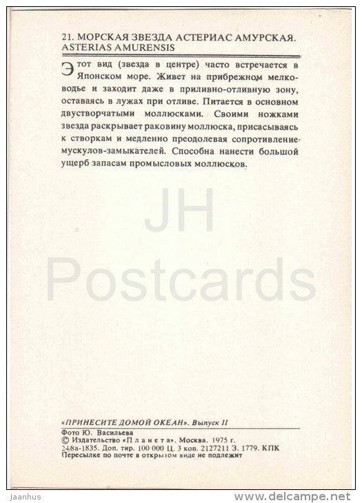 Northern Pacific Seastar - Asterias amurensis - 1975 - Russia USSR - unused - JH Postcards
