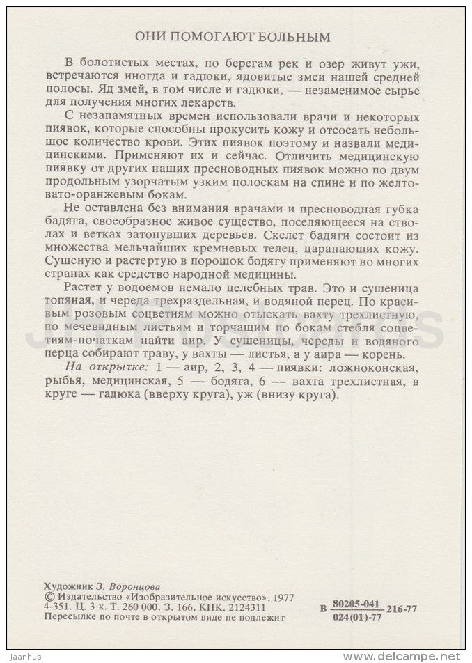 Leech - Acorus - Menyanthes - Life in Water - 1977 - Russia USSR - unused - JH Postcards