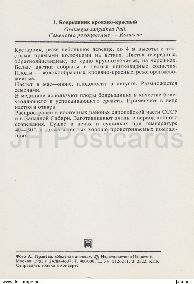 Sibirischer Weißdorn - Crataegus sanguinea - Heilpflanzen - 1981 - Russland UdSSR - unbenutzt