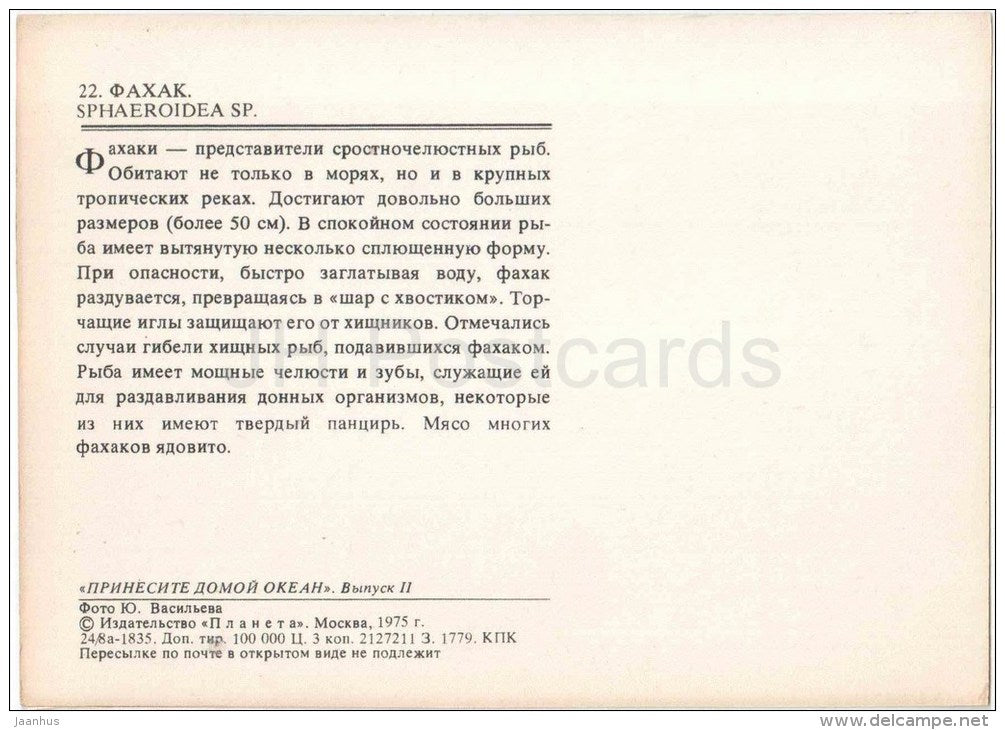 Sphaeroidea sp - sea urchin - 1975 - Russia USSR - unused - JH Postcards