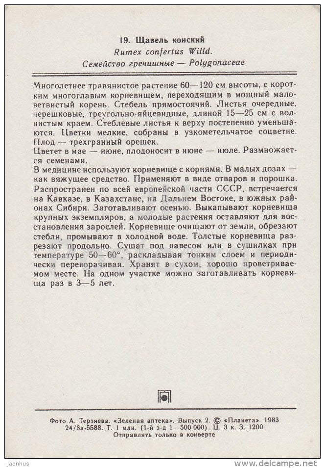 Rumex confertus - Medicinal Plants - 1983 - Russia USSR - unused - JH Postcards