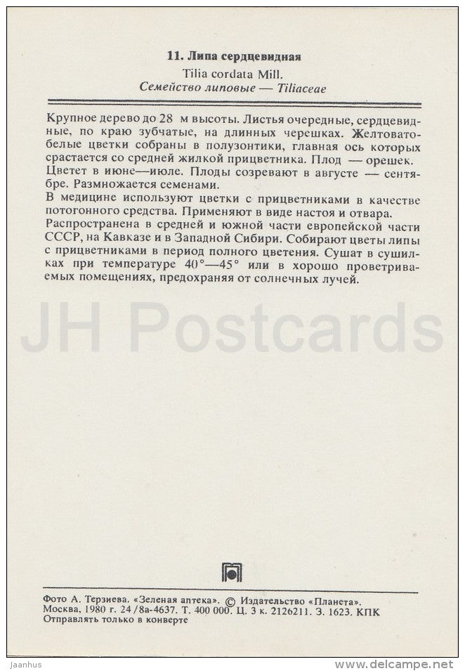 large-leaved lime - Tilia cordata - Medicinal Plants - Herbs - 1980 - Russia USSR - unused - JH Postcards