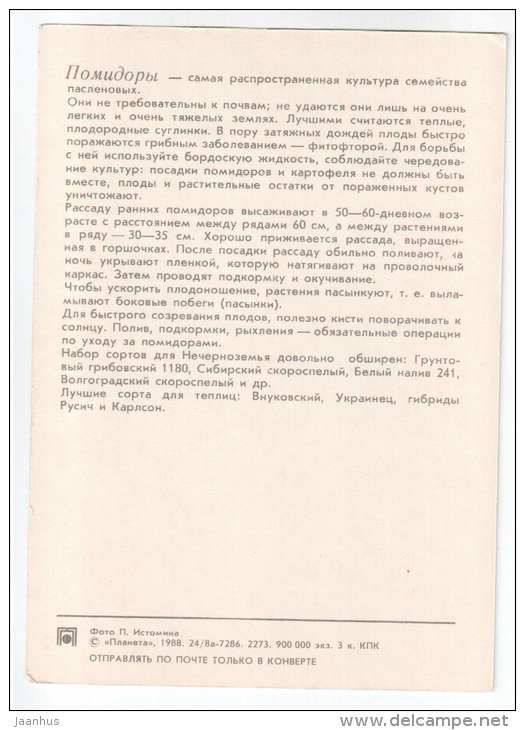 Tomato - plants - vegetables - 1988 - Russia USSR - unused - JH Postcards
