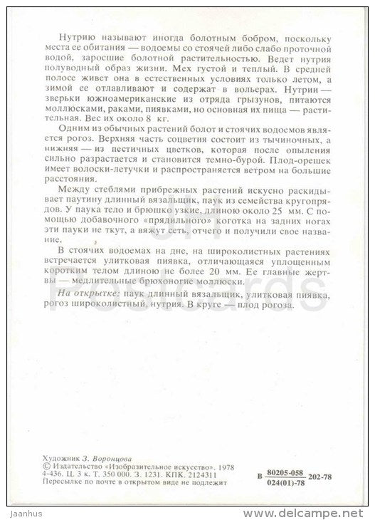 Coypu - Typha latifolia - Glossiphoniidae - Tetragnatha extensa , spider - 1978 - Russia USSR - unused - JH Postcards