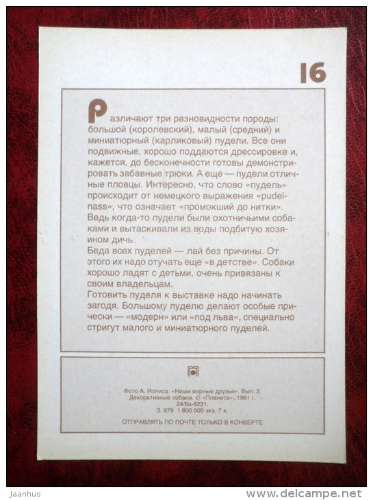 Poodle - dogs - 1991 - Russia - USSR - unused - JH Postcards