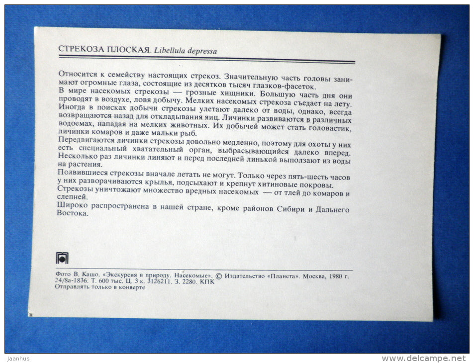 Broad-bodied Chaser - Libellula depressa - insects - 1980 - Russia USSR - unused - JH Postcards