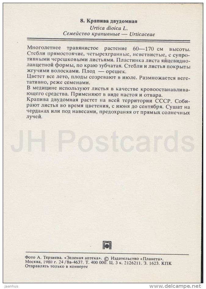Common Nettle - Urtica dioica - Medicinal Plants - Herbs - 1980 - Russia USSR - unused - JH Postcards