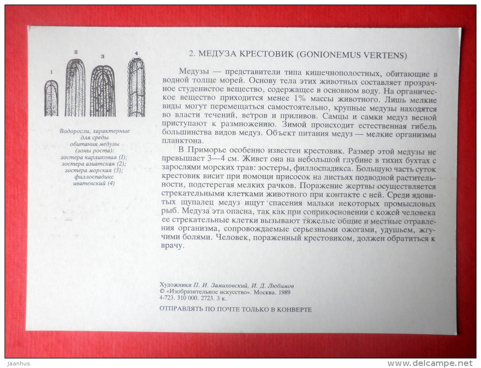 Gonionemus vertens - jellyfish - Sealife - 1989 - Russia USSR - unused - JH Postcards