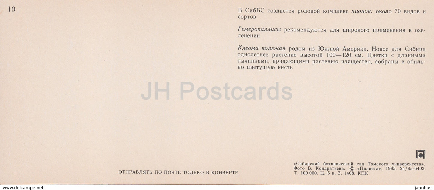 Daylilies - Spiny spiderflower - Siberian Botanical Garden - 1985 - Russia USSR - unused