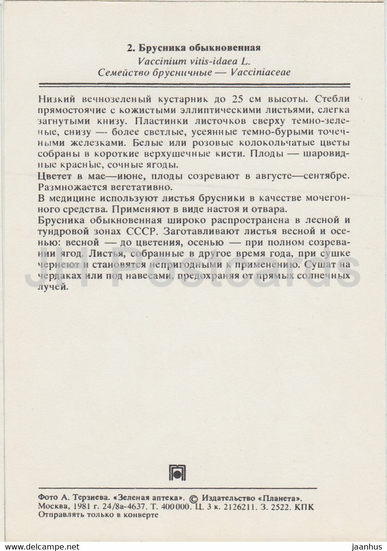Preiselbeere - Vaccinium vitis-idaea - Heilpflanzen - 1981 - Russland UdSSR - unbenutzt
